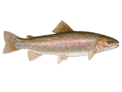 Rainbow Trout